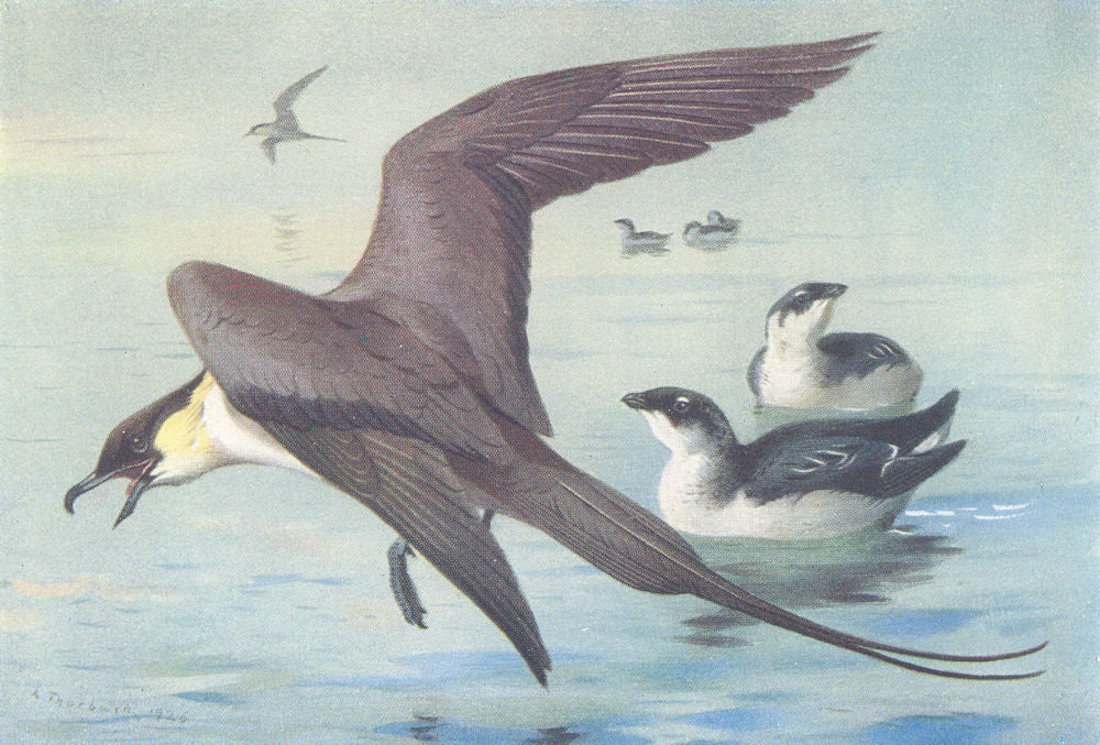 BRITISH BIRDS. Long-Tailed Skua; Little Auk (winter) . THORBURN 1926 old print